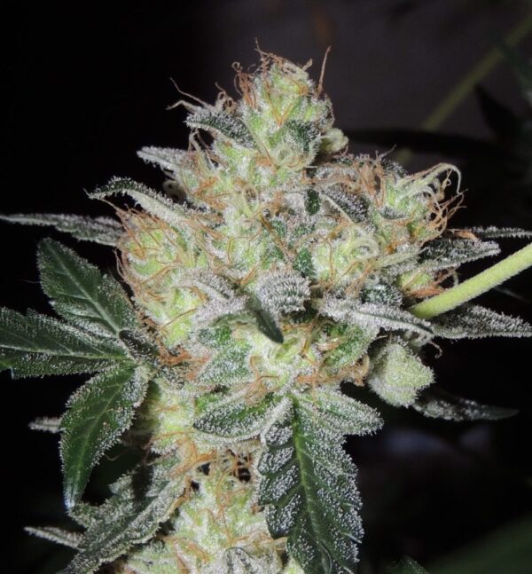 Banana nose candy - Image 3