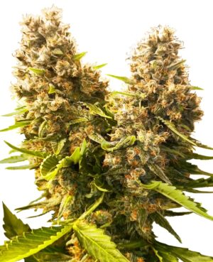 Banana Kush Feminized Seeds - Image 4