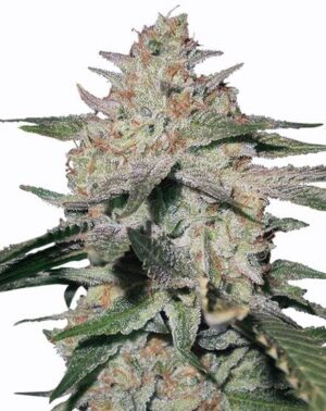 Northern lights seeds - Image 2