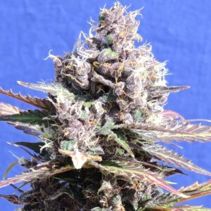 Blue gelato seeds - Image 2