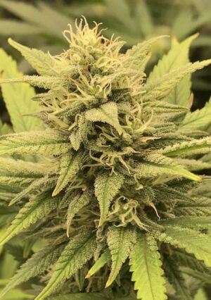 Sour Diesal seeds - Image 2