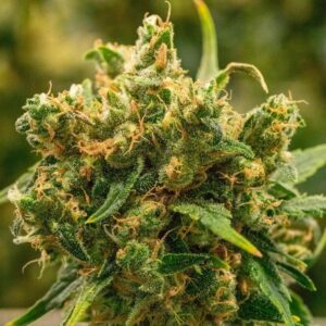 Golden pineapple - Image 3