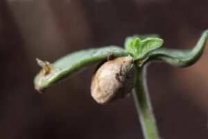 Banana Kush Feminized Seeds - Image 2