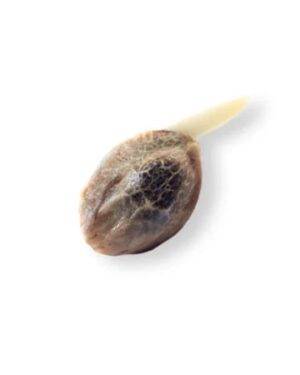 Northern lights seeds