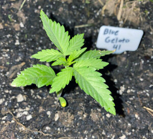 Blue gelato seeds - Image 3