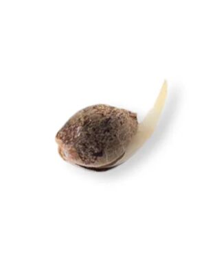 Blue gelato seeds