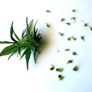 Sour Jack seeds - Image 2