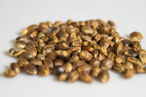 Sour Jack seeds